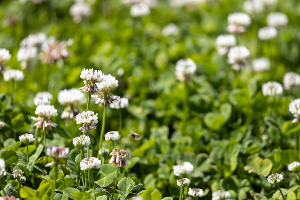 Brace white clover